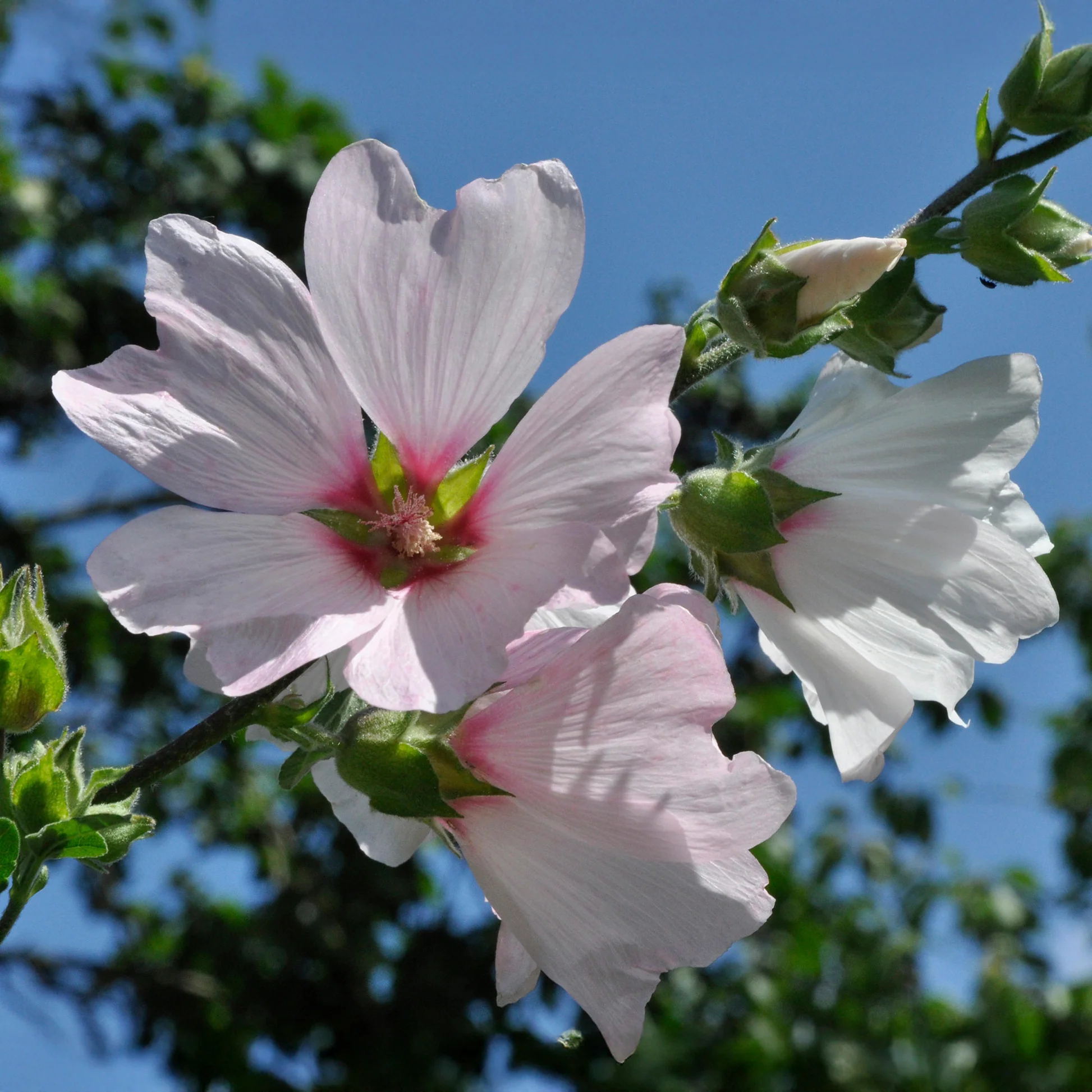 Gardeners Dream Lavatera