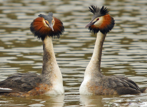 Great crested grebes