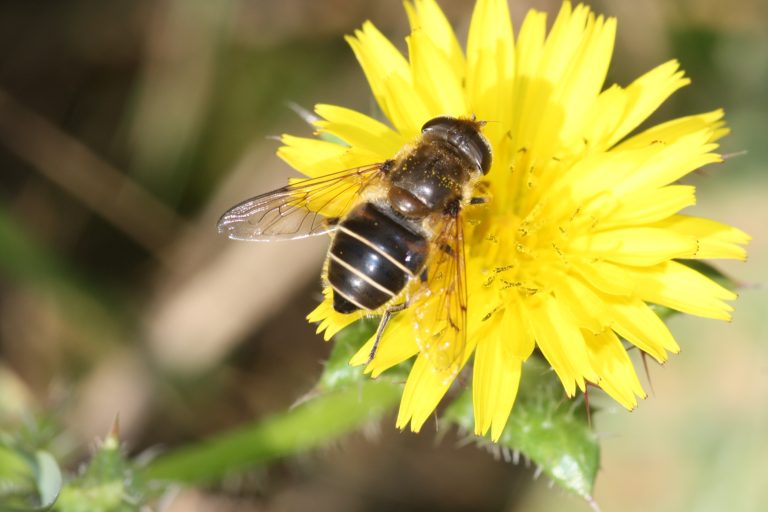 Wasp on a flower