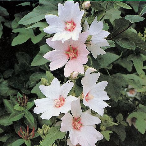 white LAVA flower