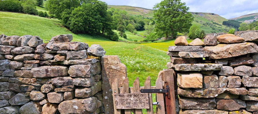 Wildflower-Meadows