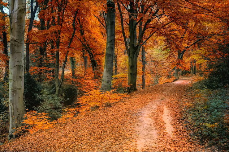  Autum walk