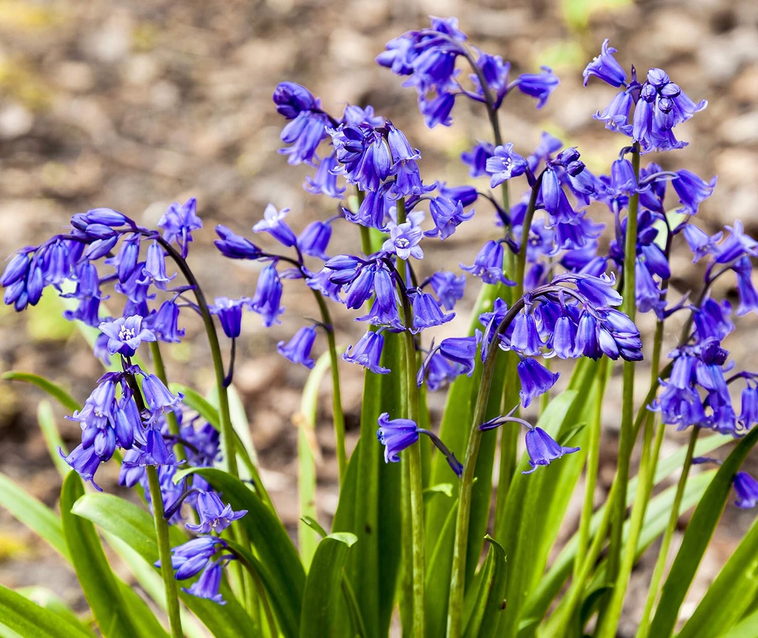 bluebells