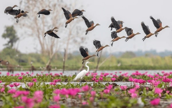 lesser-whistling duck