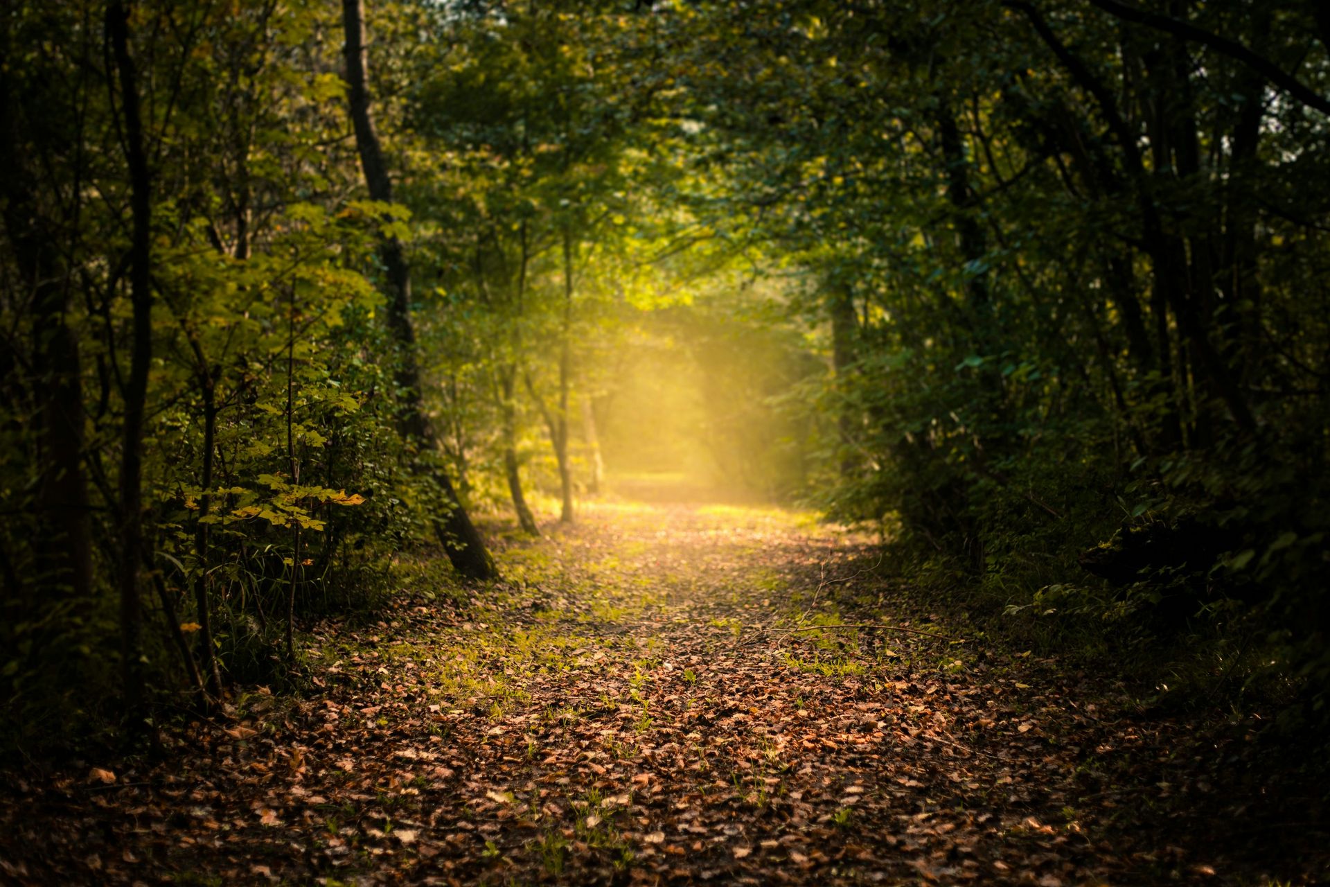 nature-trail