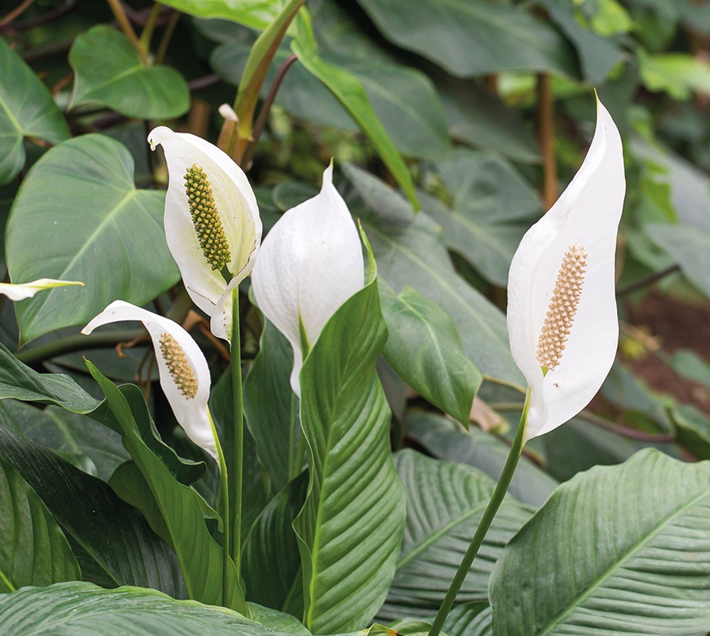 peace-lilly